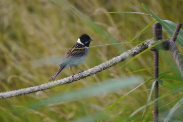 Reed Bunting, Middle Point, MJMcGill.JPG